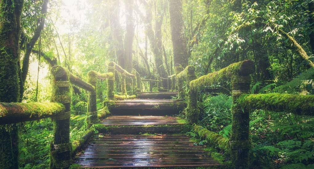 Jungle Escape